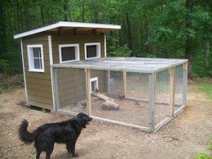 Sydney Looking at chickens