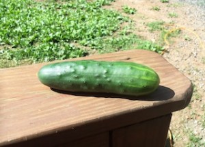 Cucumber From Garden