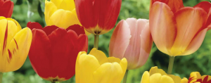 Tulip Bulbs