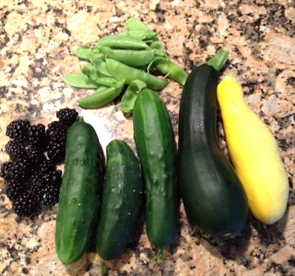 Garden Update: Picking Squash, Cucumbers, Peas & Blackberries | How to